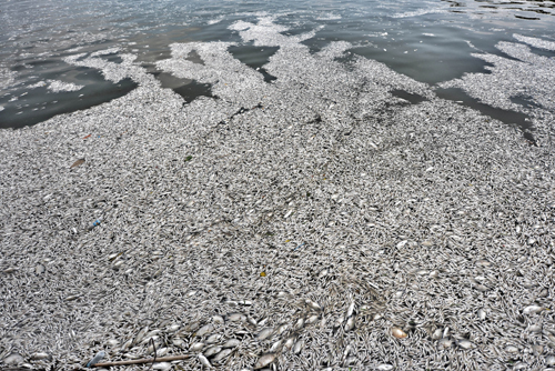 Hà Nội công bố cá chết do 'nước thải và thay đổi thời tiết' 